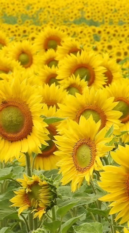 🌻向日葵の如く 笑顔で❣️                       夏の想ひでを..