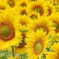 🌻向日葵の如く 笑顔で❣️                       夏の想ひでを..