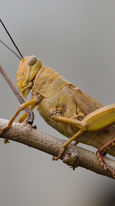 แข่งขันตั๊กแตน เกะรอ 🦗
