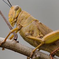 แข่งขันตั๊กแตน เกะรอ 🦗