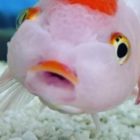 ขายปลาทอง PW goldfish