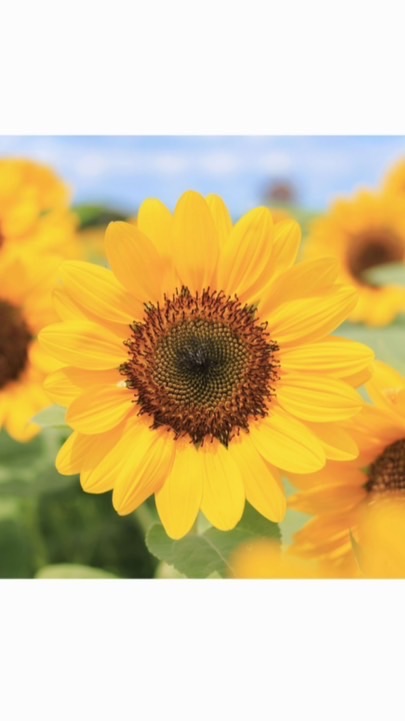 獨樂樂不如眾樂樂🌻