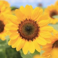 獨樂樂不如眾樂樂🌻