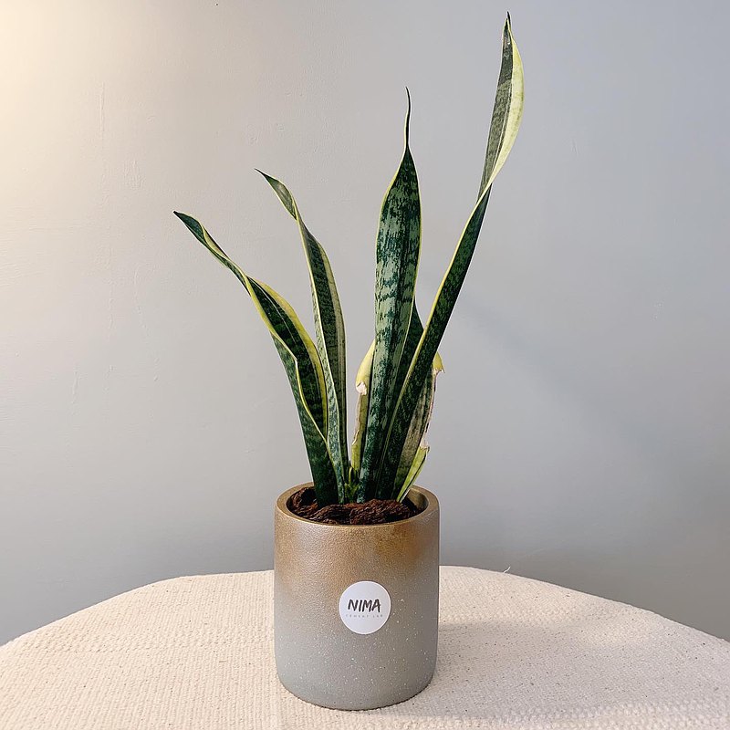 ➰ 克林姆系列- 大多肉罐頭➰⁣⁣ 虎尾蘭金色漸層水泥盆栽 ⁣ NIMA天然空氣清淨機?⁣ 虎尾蘭可吸收空氣中的有害氣體，同時還能美化空間！⁣