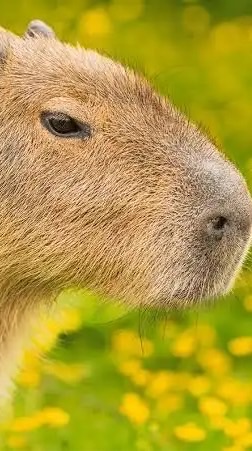 副業、ポイ活、せどり、抽選、卸、ポケカ、MNP、アフィリ