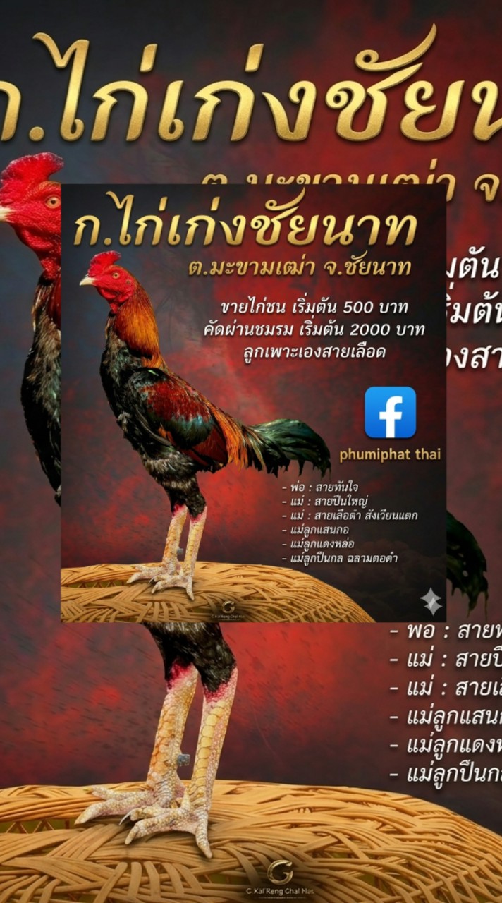 ก.ไก่เก่งชัยนาท