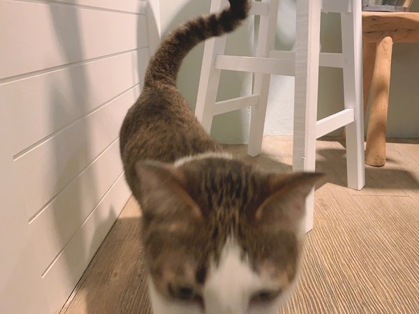 「花蓮旅遊」花蓮租車三天二夜輕旅行自駕遊，盛夏消暑追鯨趣-花蓮永宬租車，老時光燒肉酒肴，欣欣麵館不是麵店，小花公寓民宿與窩WOW青年旅館直擊分享