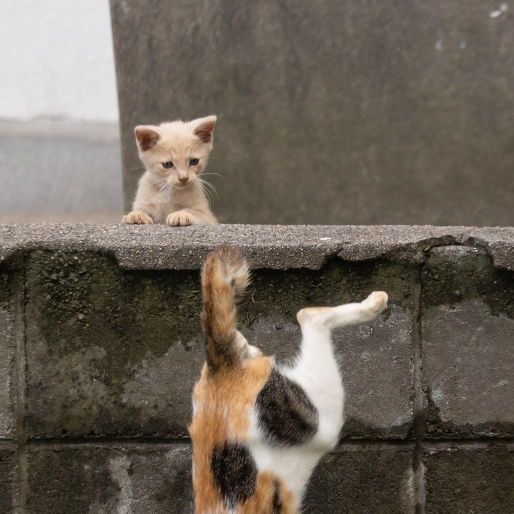 沖昌之】塀に置いてきぼりにされる子猫 おかーさん、まって～！