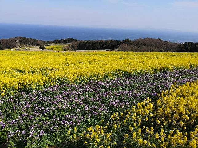 療癒勝地 淡路島 三天兩夜行程推薦 浪漫海景 絕美花海一次check 妞新聞 Line Today