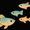 魚樂時光 - 寵物樂世界