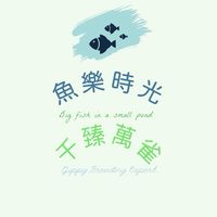 魚樂時光x千臻萬雀 純種品系孔雀魚 水族 陸龜 工作室