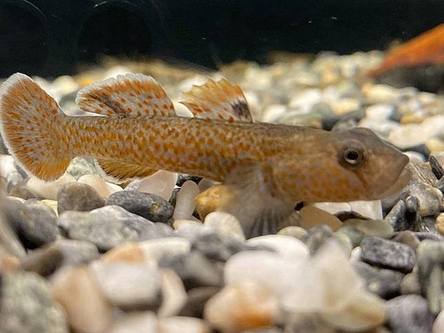 apho0058L.jpg