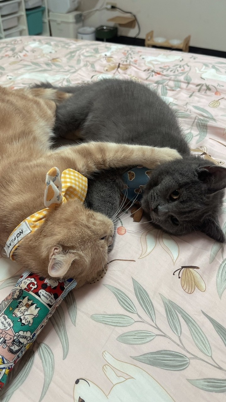 呼董&炭董の貓貓殿堂🐈🐈‍⬛