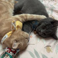 呼董&炭董の貓貓殿堂🐈🐈‍⬛