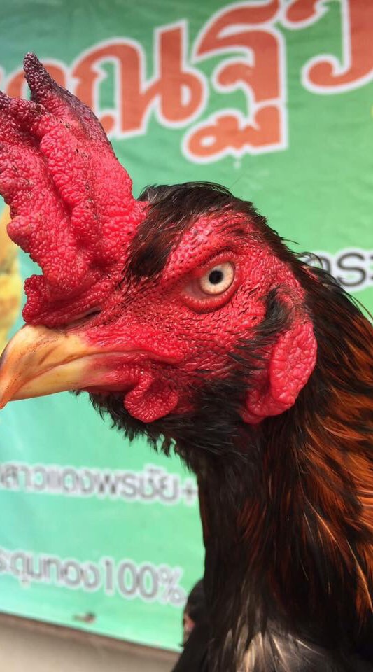 พม่ายอดไก่เบอร์แข้ง