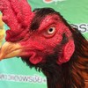 พม่ายอดไก่เบอร์แข้ง