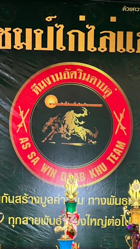 ไก่ไล่แข็งอัศวินดาบคู่สังกัดสนามประลองไก่DDอนันตชัยลาดหลุมแก้ว