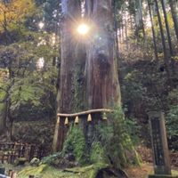 コイン🪙 予報【外貨&貴金属】特別配信ルーム