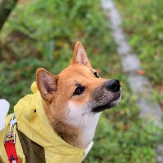 梅雨の季節に気を付けたい愛犬の足裏ケア