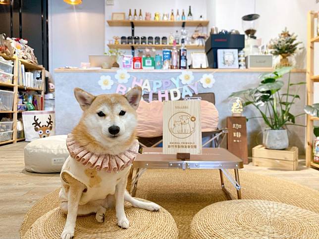 新竹市政府鼓勵更多店家加入寵物友善服務，規劃寵物友善店家標章申請計畫，並將店家資訊彙整公佈於網站，市民能快速找到友善寵物店家。(記者曾芳蘭攝)