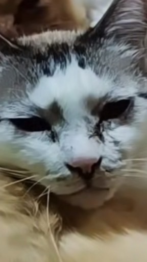 🐾チャシロ🐾