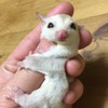Billyとﾌｸﾓﾓの仲間たち