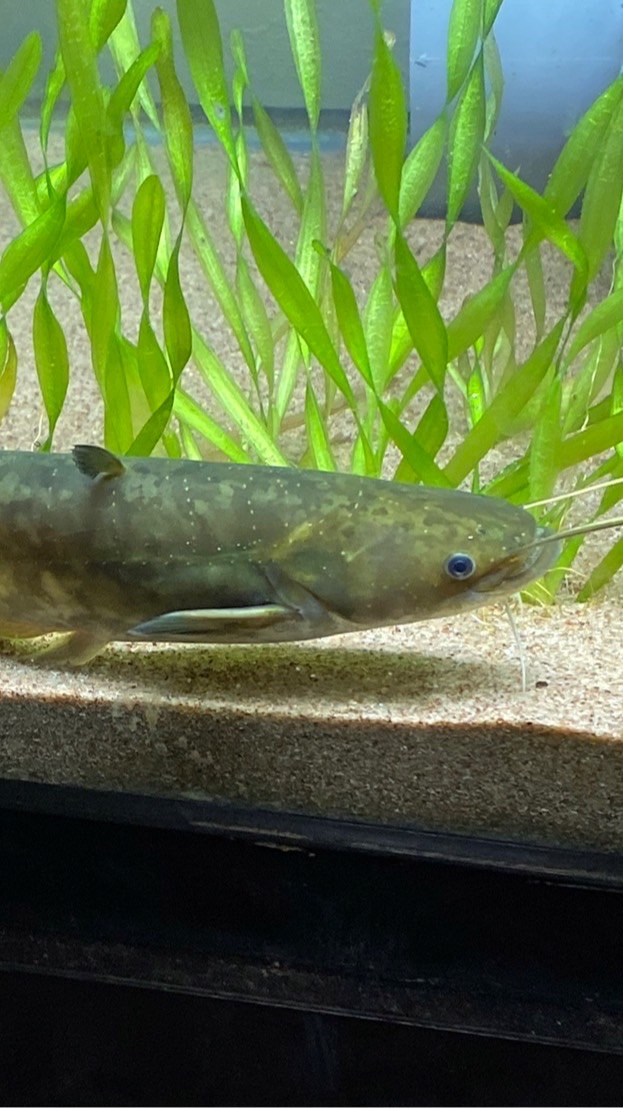 ナマズ飼育者の会(日本淡水魚でもOK)