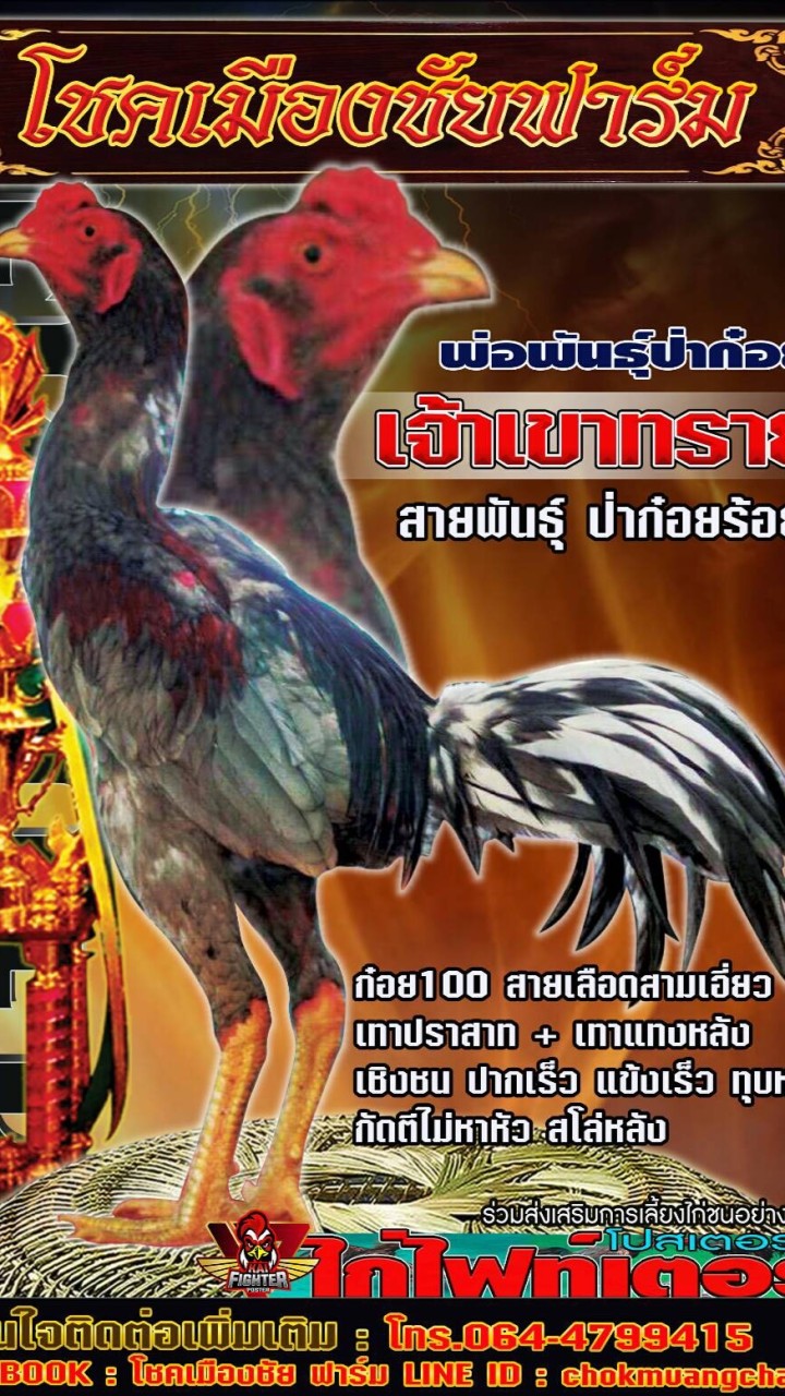 โชคเมืองชัย ฟาร์มไก่ชน