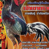 โชคเมืองชัย ฟาร์มไก่ชน