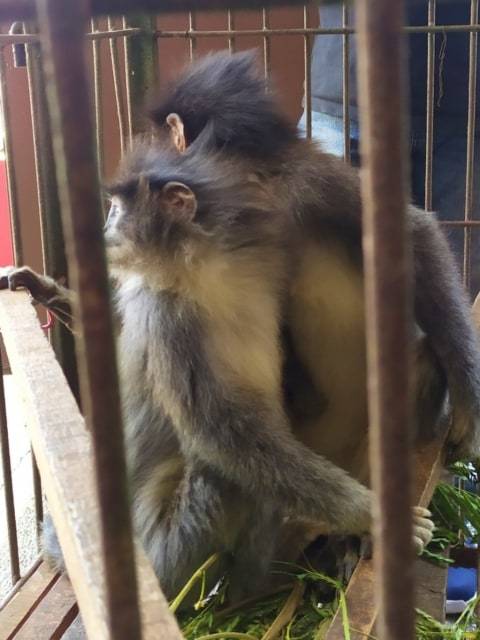 Mengenal Monyet Surili Yang Bikin Heboh Warga Cianjur