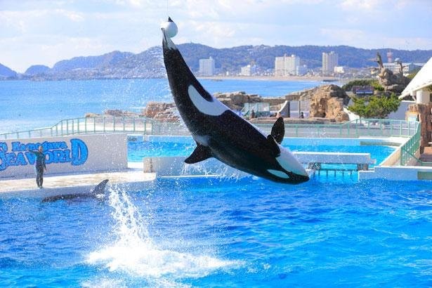 鴨川シーワールドはこう楽しむ 大人気シャチパフォーマンスからおすすめ土産まで徹底紹介 ウォーカープラス