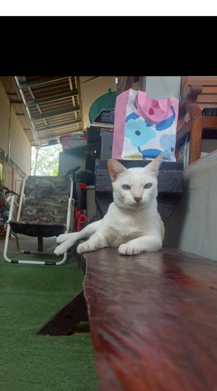 แก๊งเหมียวๆๆ