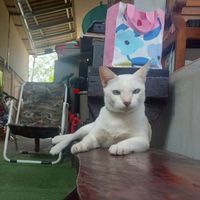 แก๊งเหมียวๆๆ