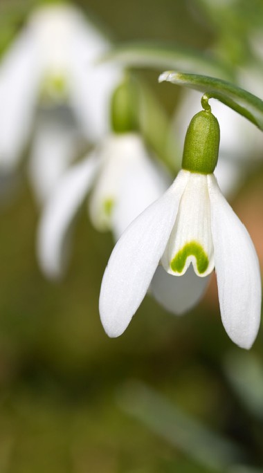 Snow Drop