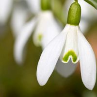 Snow Drop