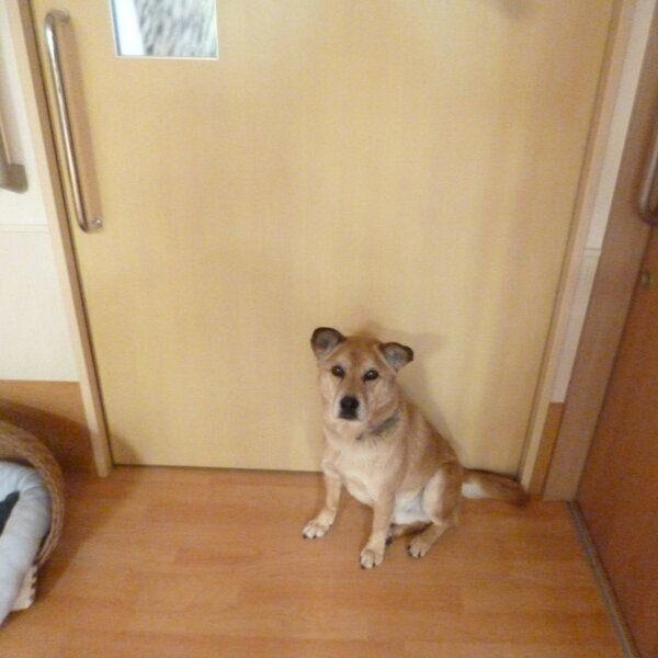 ホームの入居者の死期を察知 寄り添い続ける元保護犬の姿 いぬのきもちnews