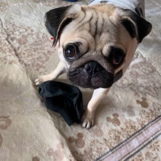 話題の 靴下大好き犬 大集合 犬が靴下に執着する理由は いぬのきもちnews