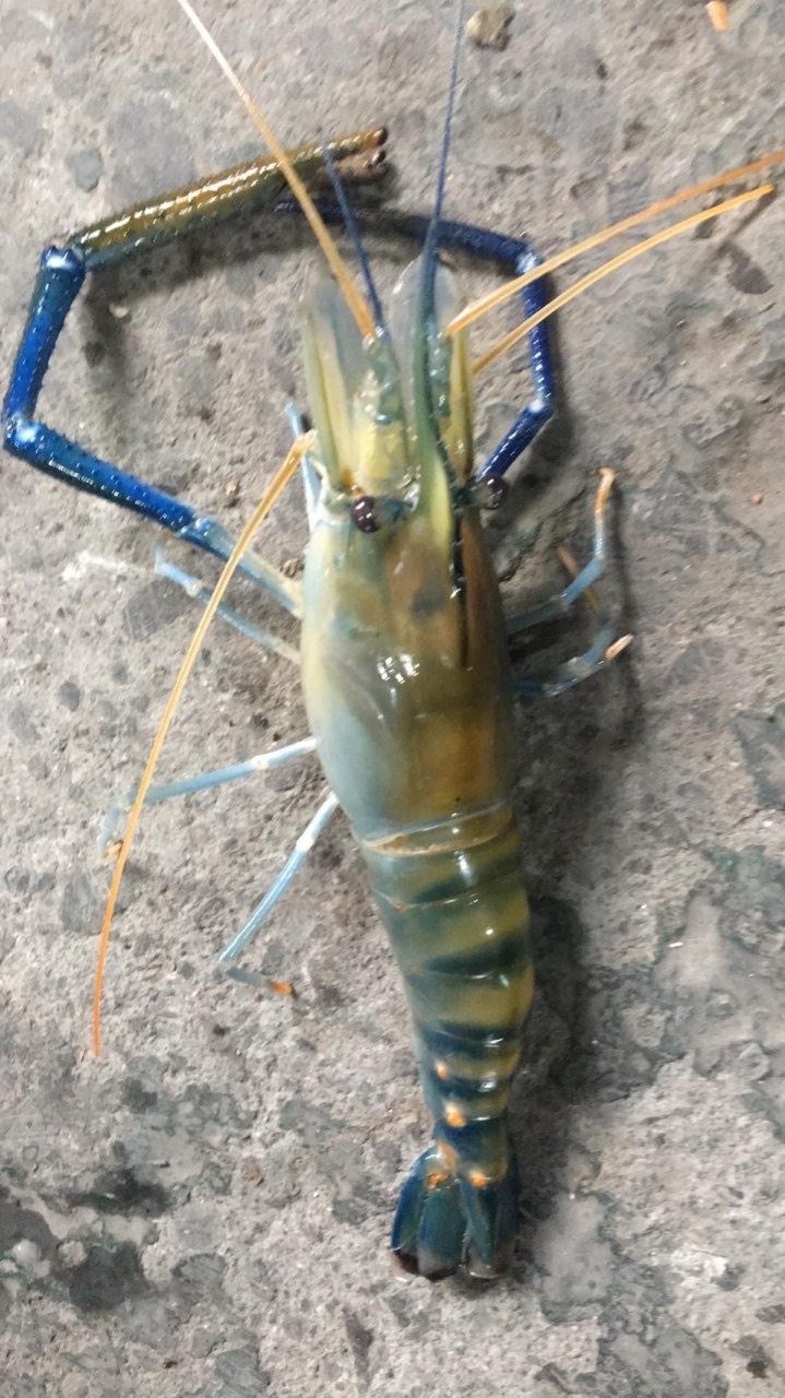 大南投現釣泰國蝦買賣群