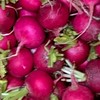 愛菜蔓延中（高山稀有蔬菜*香料*萵苣生菜）