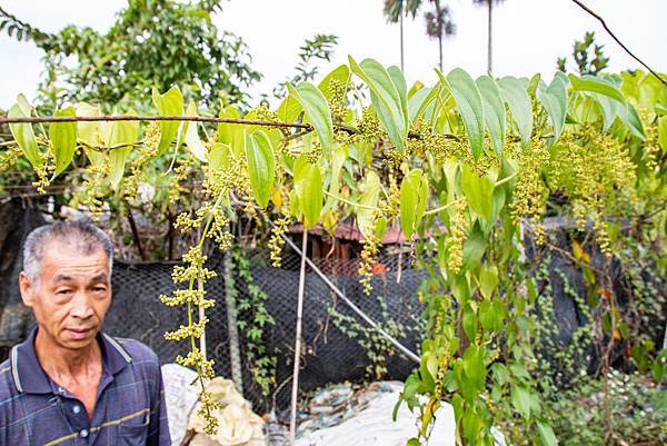 【日月潭一日遊】南投頭社活盆地農村美食餐桌與休閒農場-體驗不一樣的在地食材美味佳餚與獨特河道獨木舟體驗