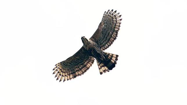 Download 92 Koleksi Gambar Elang Yang Mudah Ditiru  