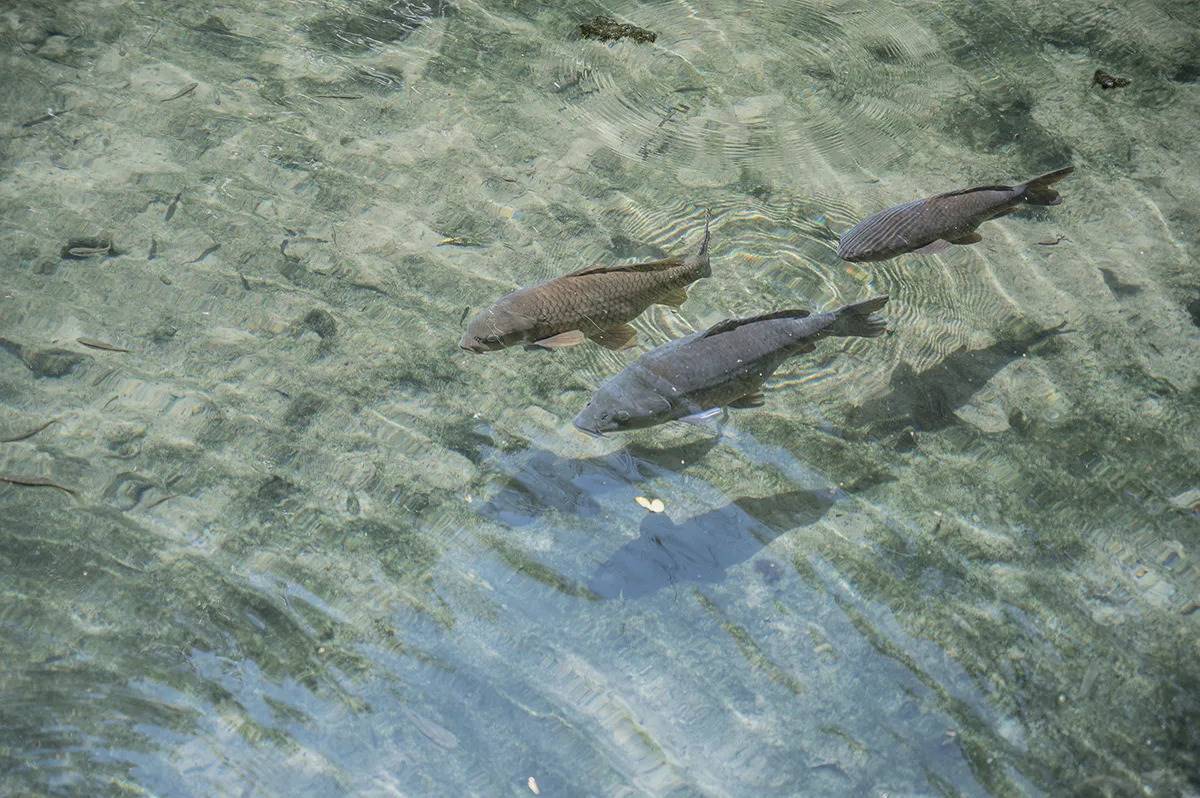 出遊不想人擠人！６大療癒「森林祕境」：打卡７層樓高空中走廊、祕境小木屋