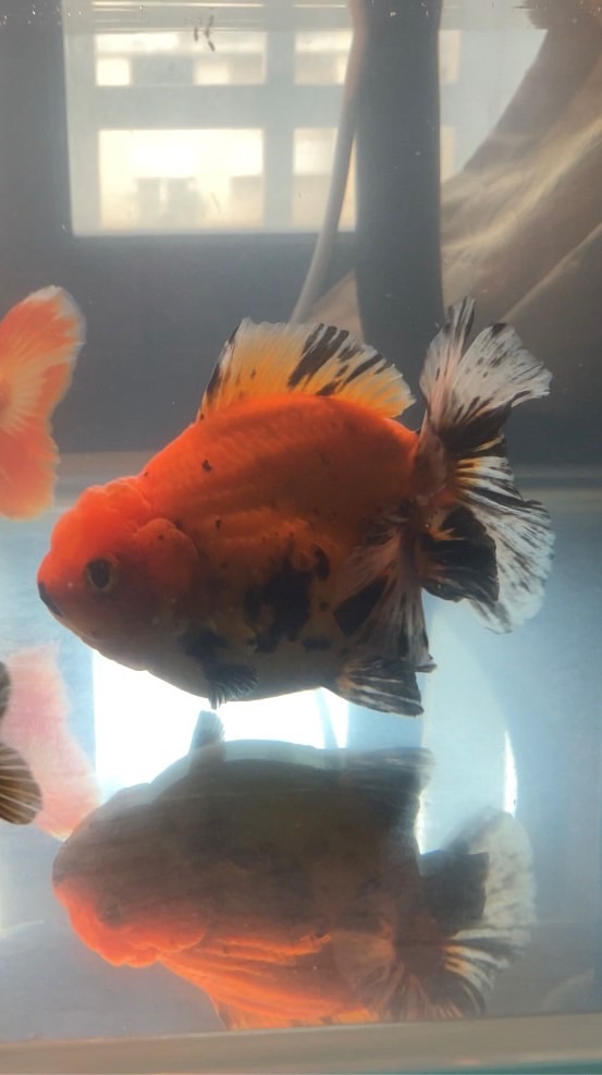 金魚分享交流