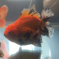金魚分享交流