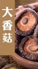 775菇🍄