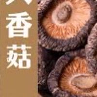 775菇🍄