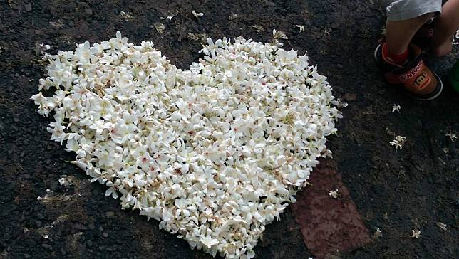 圖片提供/湯國榮