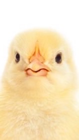 บ้านเจี๊ยบน้อย🐥 ( Shin Jino )