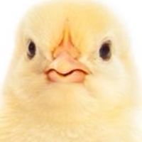 บ้านเจี๊ยบน้อย🐥 ( Shin Jino )
