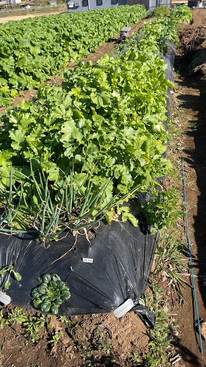 菌ちゃん野菜くらぶinはんのう🍅畑の体験と交流のオープンチャット